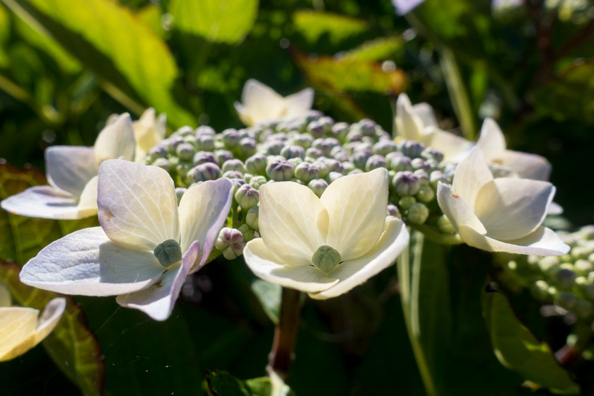 Opening hydrangea flowers