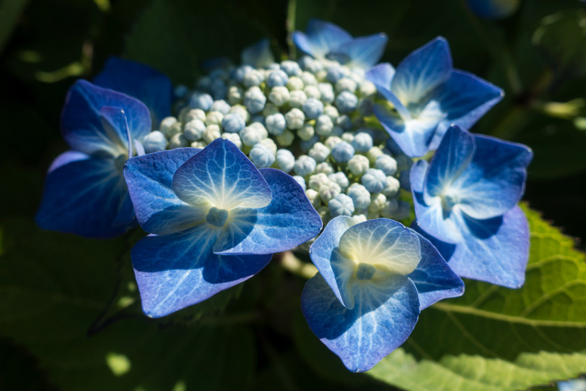 Bright blue hydrangea flowers
