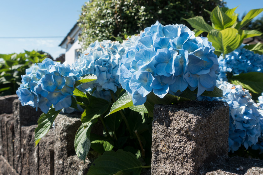 Blue hydrangeas on wall