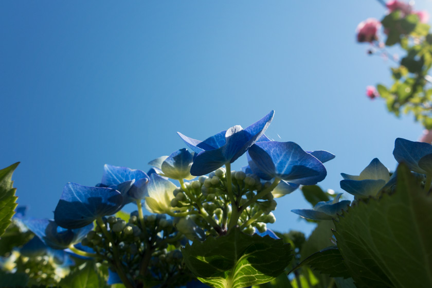 Hydrangeas against sky