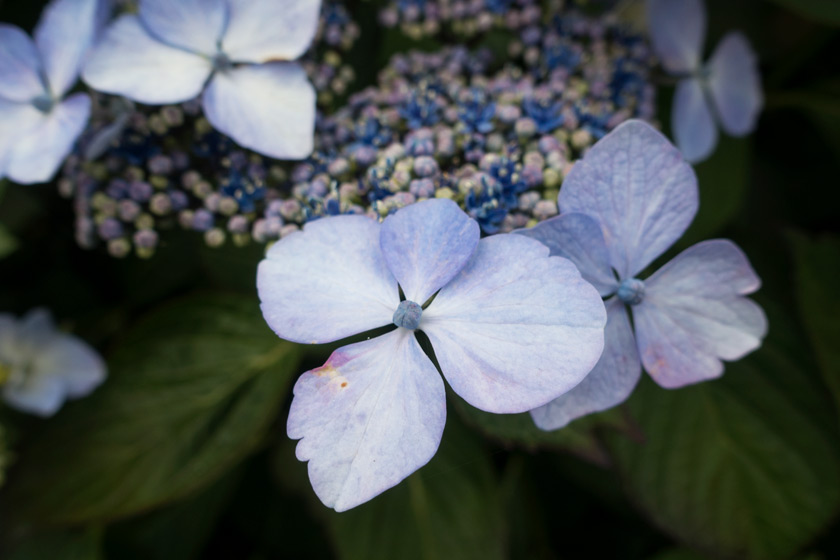 Closeup of hydrangea flowers