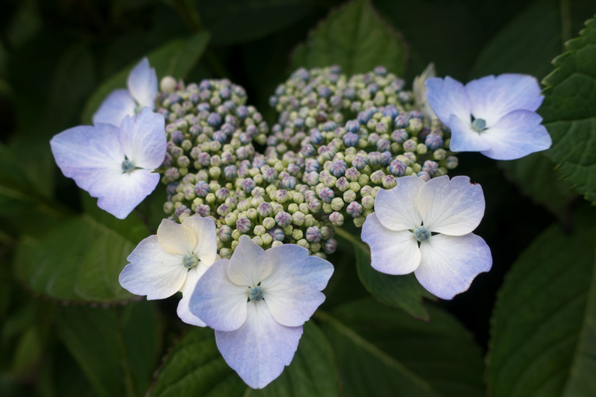 Blooming hydrangea flowers