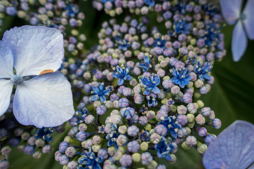 Hydrangea flower centres