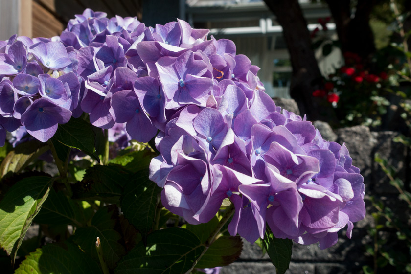 Purple hydrangea heads