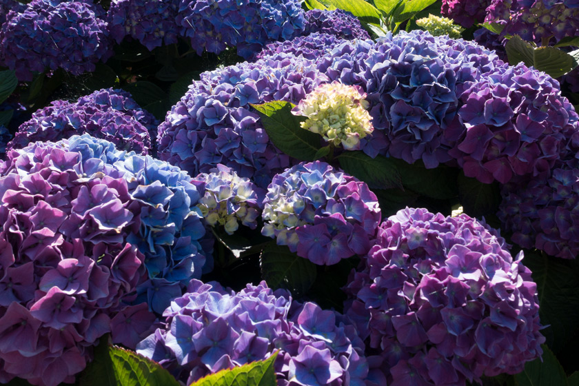 Hydrangea bush