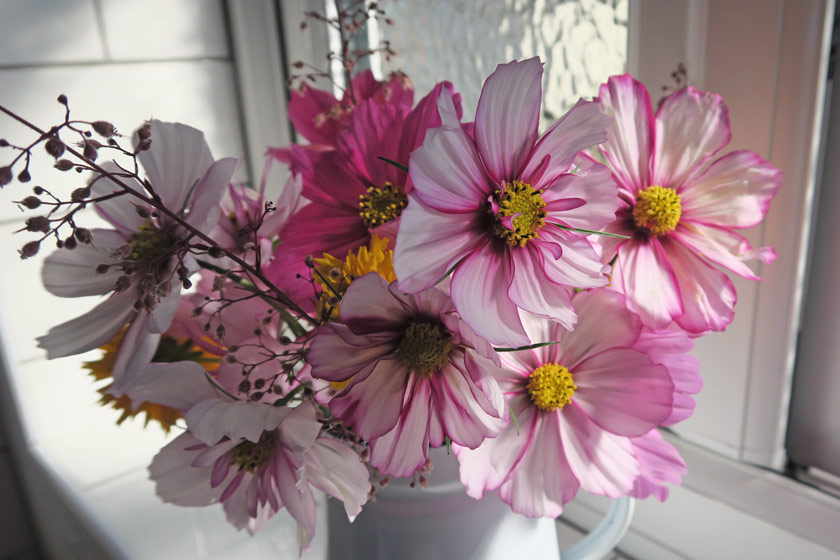 Pink cosmos in jug