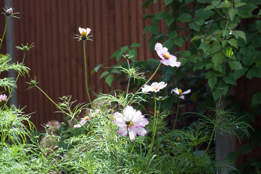 Cosmos in the sun