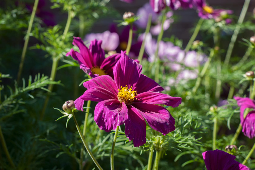 Dark pink cosmos flowers