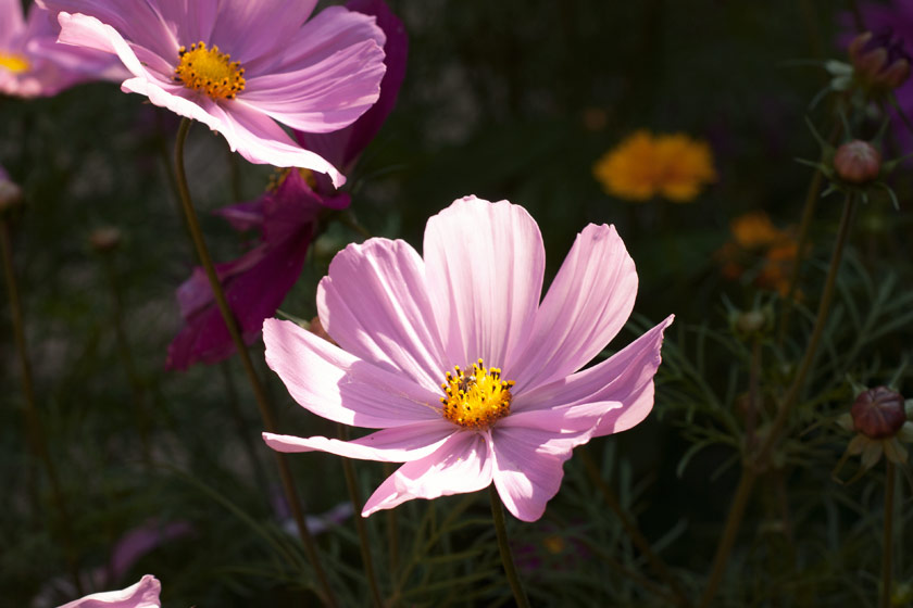 Pale pink cosmos flowers