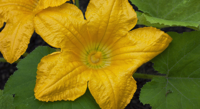 Bright yellow courgette flower