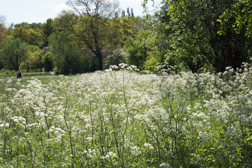 Cow parsley