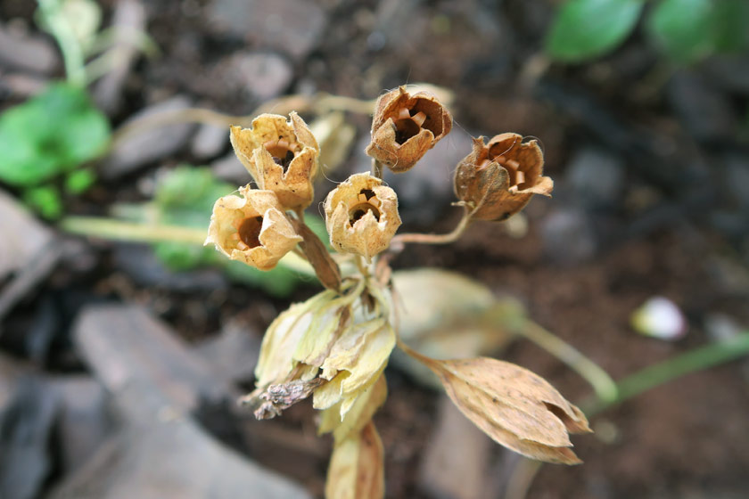 Browning cowslip flowers