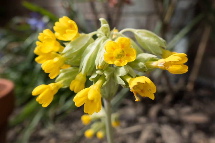 Cowslip flower closeup