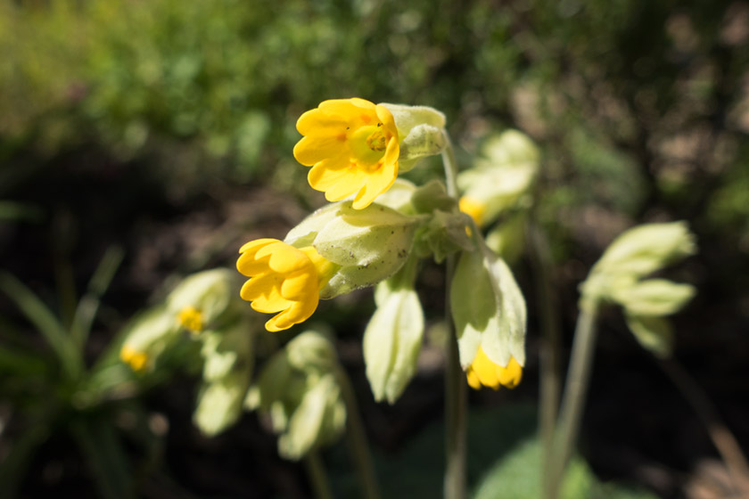 Cowslip flowers in the sun