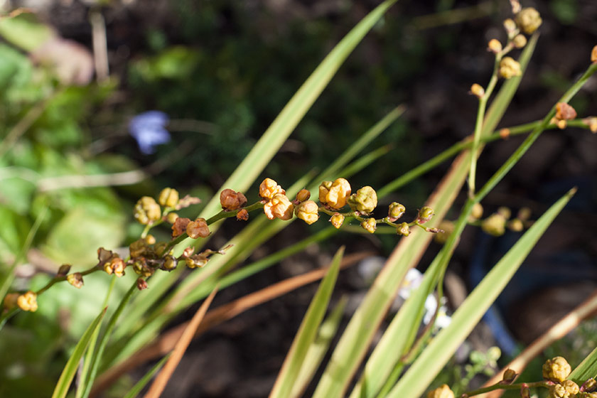 Crocosmia buds in the sun