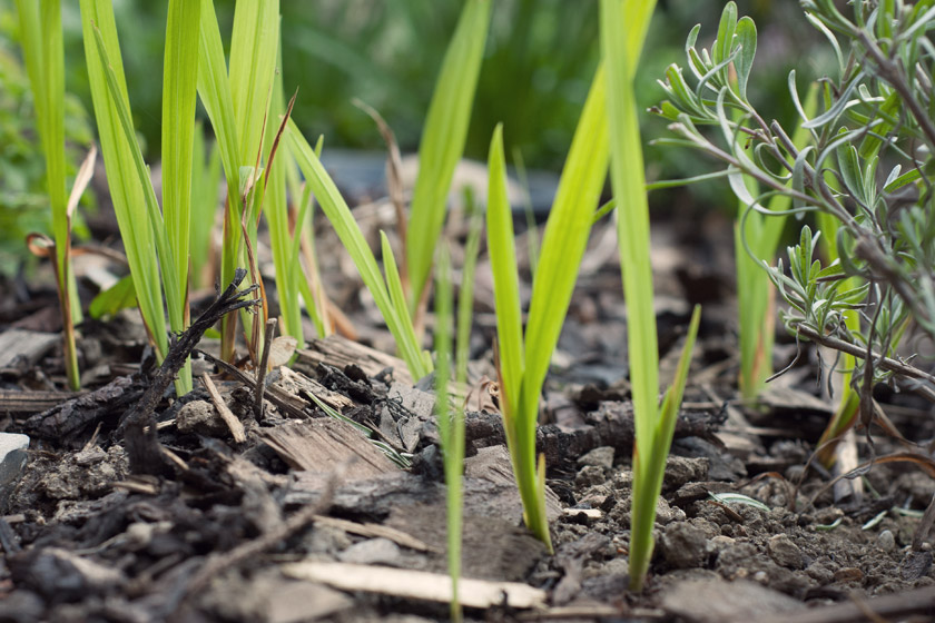 Green crocosmia shoots