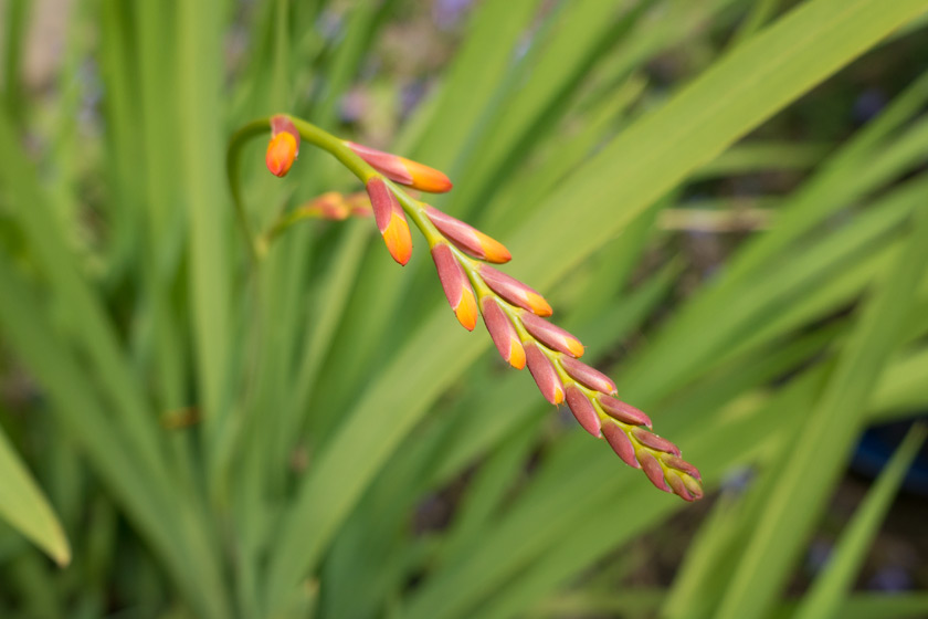 Crocosmia buds