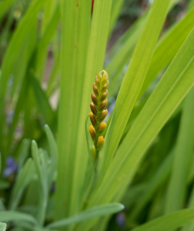 Tiny buds