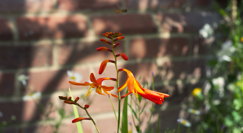 Orange Crocosmia