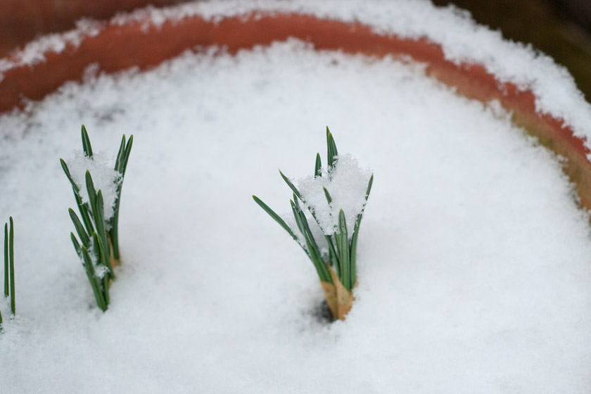 Snow on green crocus shoots