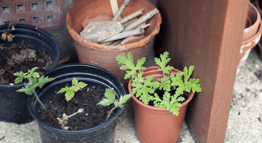 Plant cuttings under bench