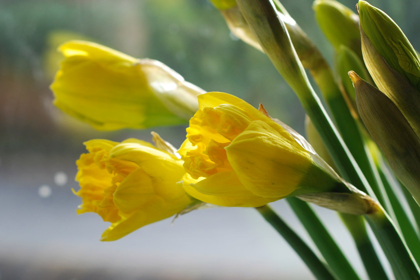 Daffodils in the sun