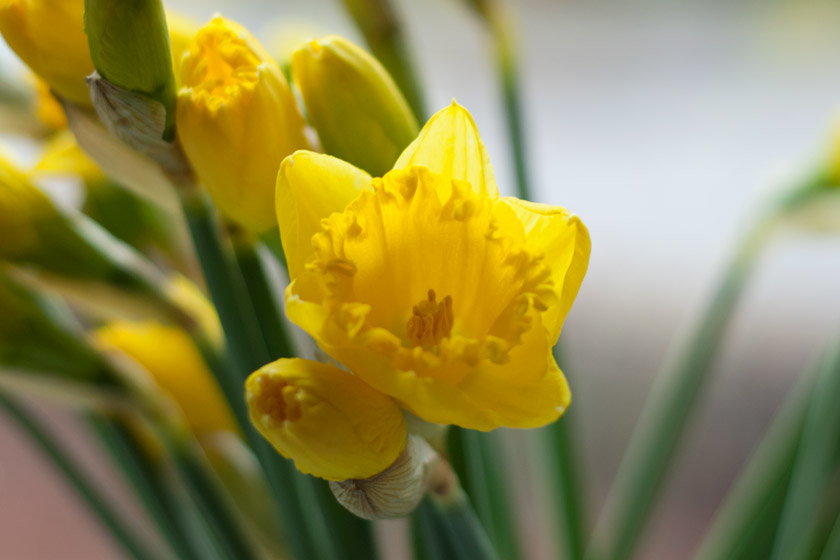 Daffodil flower