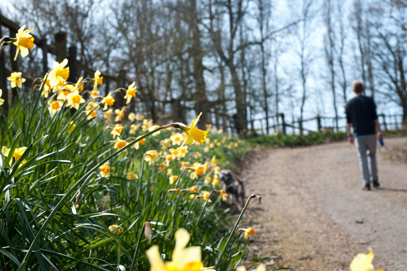 Daffodils along path