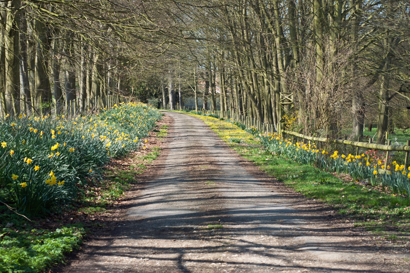 Daffodils at the roadside