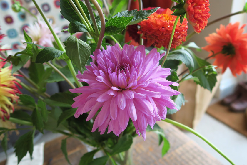 Colourful Dahlia flowers