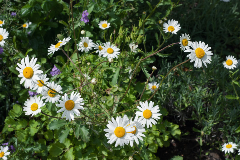 Daisies from above
