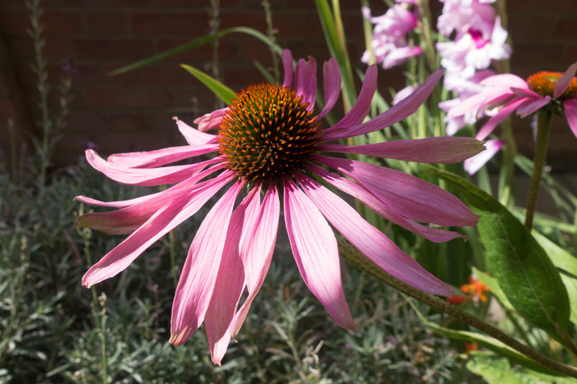 Dappled light on echinacea