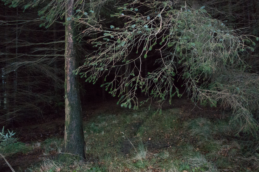 Dark woods