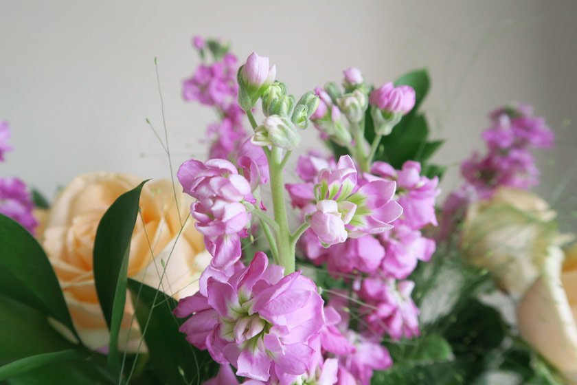 Closeup of pink stocks