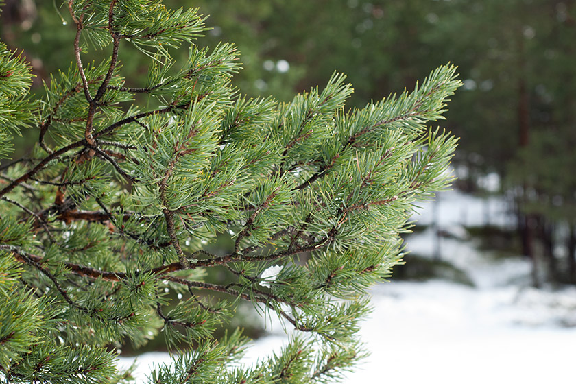Pines in the snow
