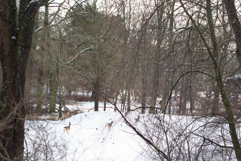 Deer running in snow