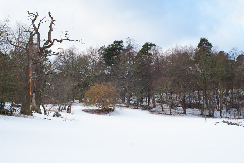 Trees in the snow