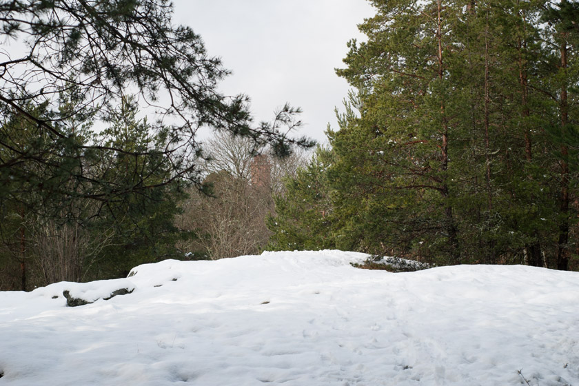 Clearing of trees in snow