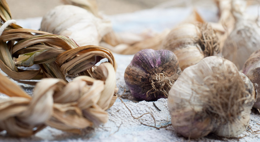 Dried garlic on a tea towel