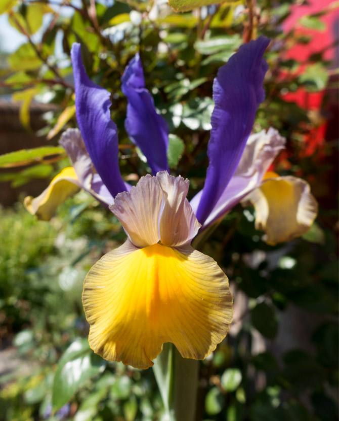Purple and yellow iris