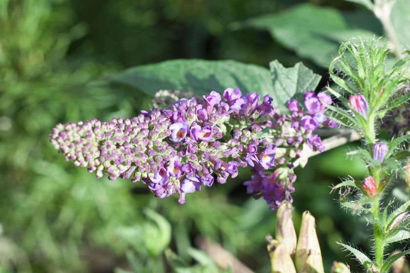 Purple buddleia flowers
