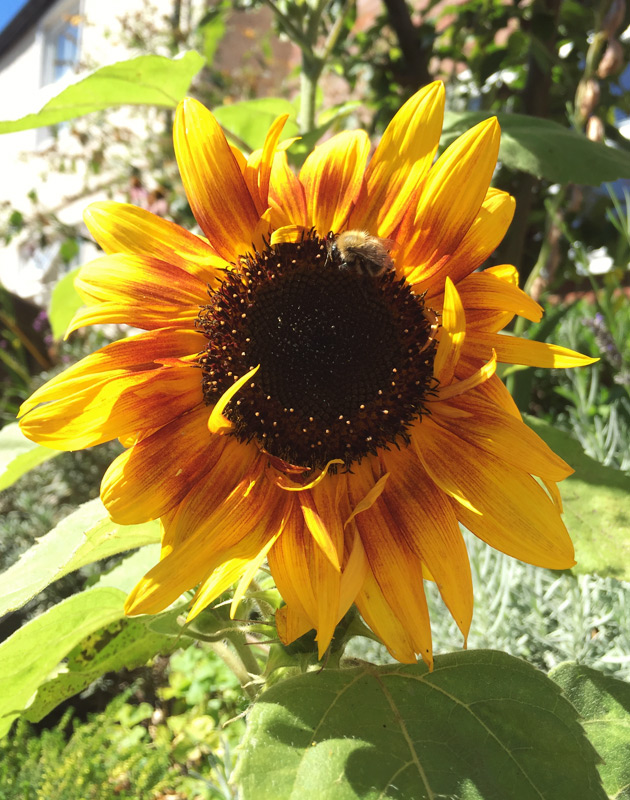 Bright sunflower