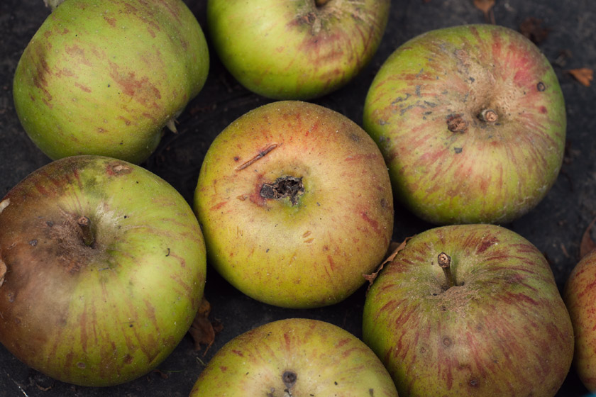Blemished cooking apples