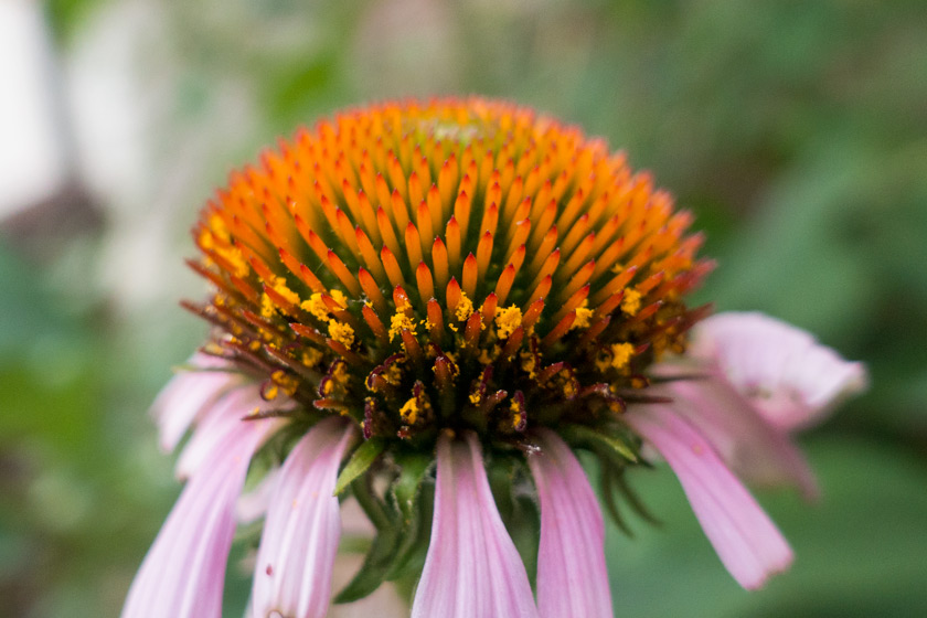 Closeup of echinacea cone