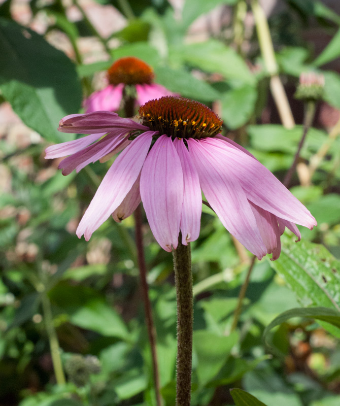 Echinacea in the sun