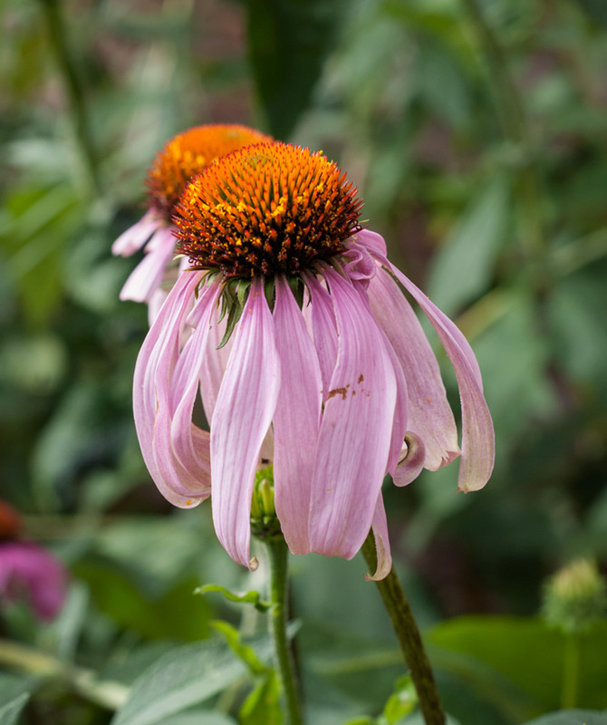 Echinacea flowers