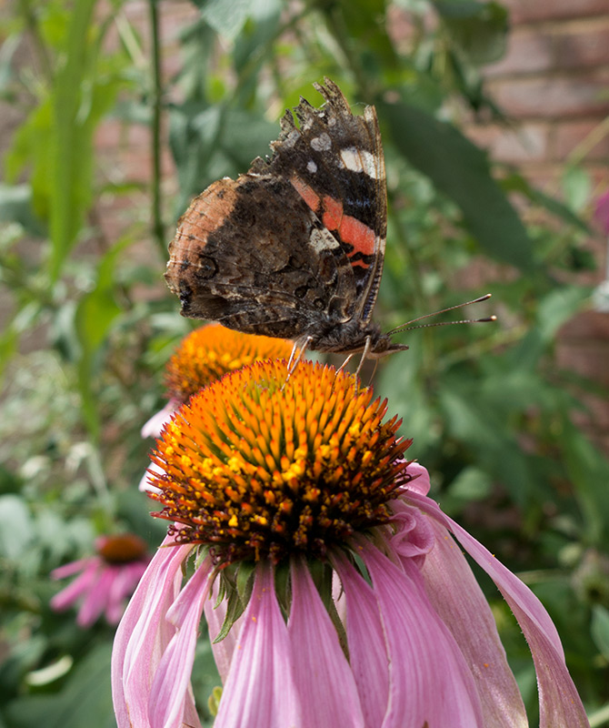 Butterfly on echinacea flower