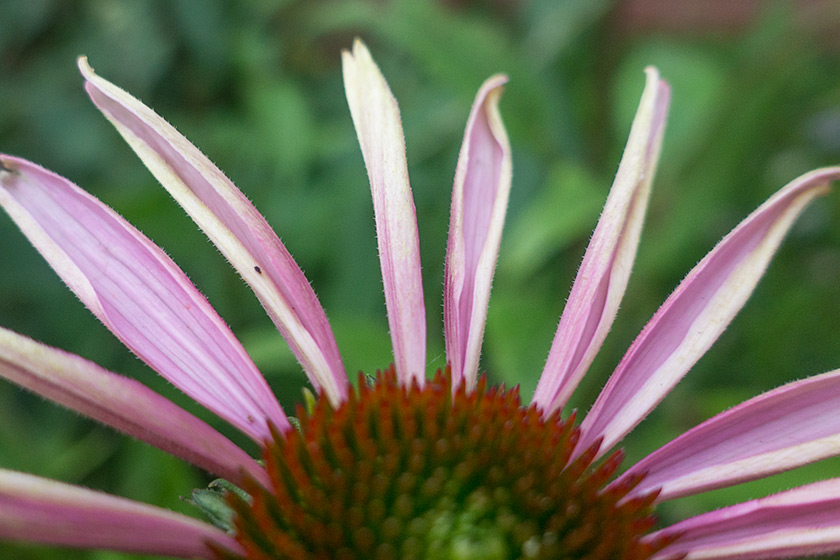 Pale pink echinacea petals