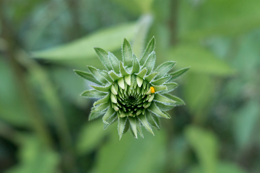Green echinacea bud