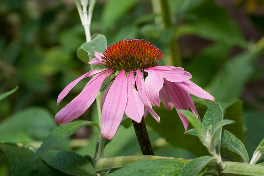 Pink echinacea flower